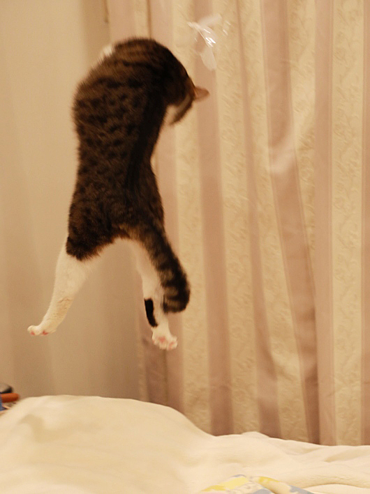 ¤È¤¦¤Ã¡ª ¤È¤¦¤Ã¡ª