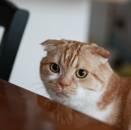 �롼����󡢤��뤤����