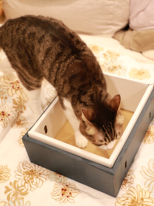 �����˥�����