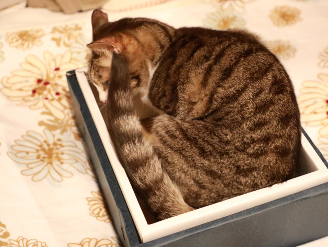 ����äȶ������ɡ�