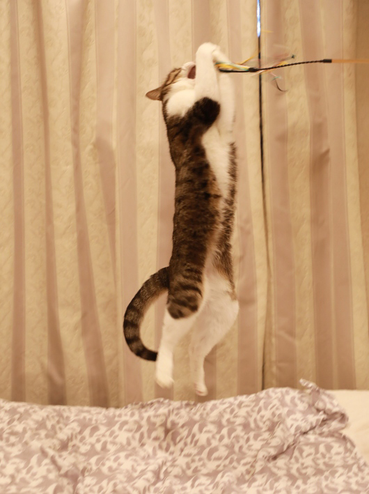 ¤È¤¦¤Ã¡ª ¤È¤¦¤Ã¡ª