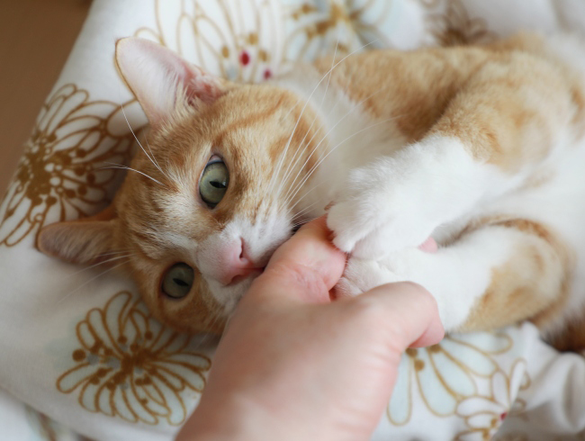 ¤Ä¤«¤Þ¤¨¤¿¡¼¡£ ¤Ä¤«¤Þ¤¨¤¿¡¼¡£