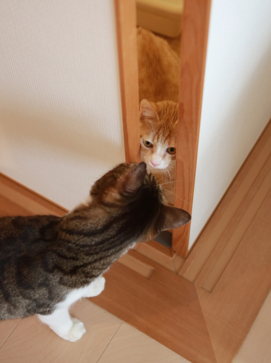 �ݤ��ʤ���