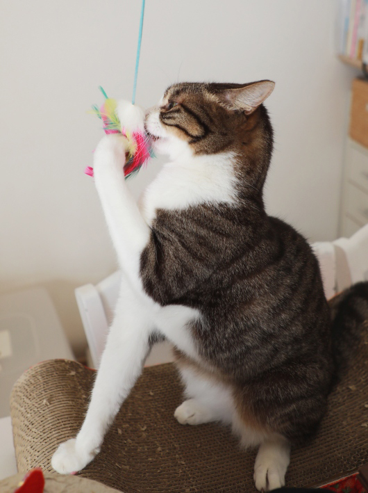 ¤¬¤Ã¤Á¤ê¡£ ¤¬¤Ã¤Á¤ê¡£