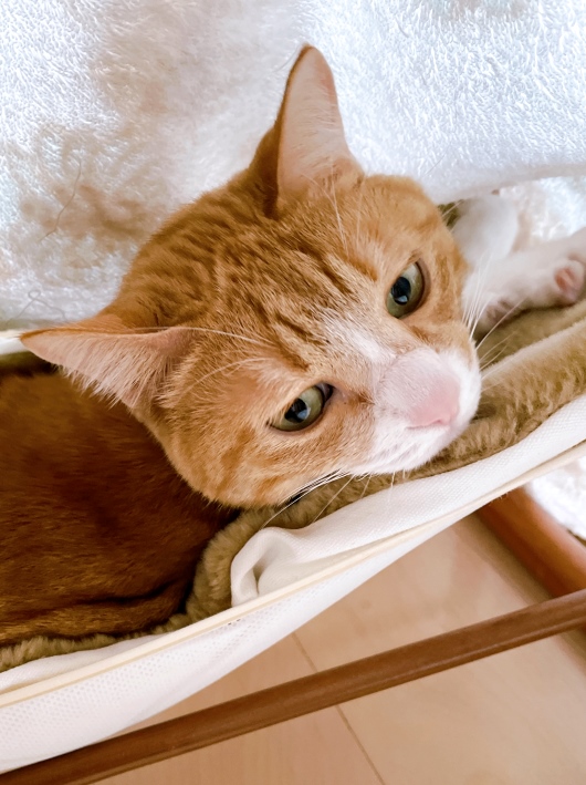 �Ӥä��ꤷ����ä���