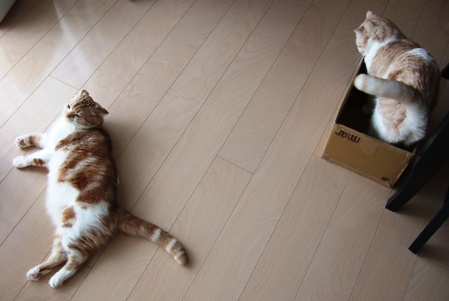 ����ʤΥ����