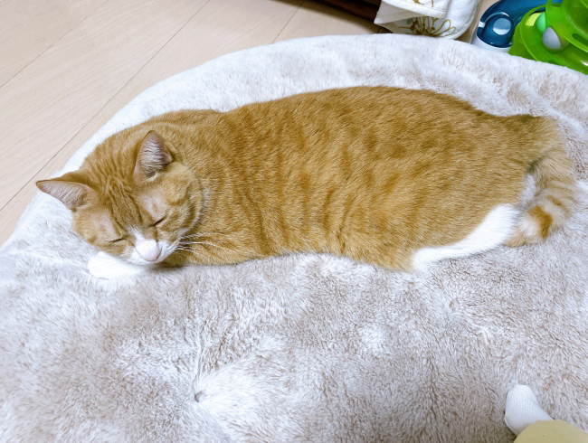 �楦���åڡ�