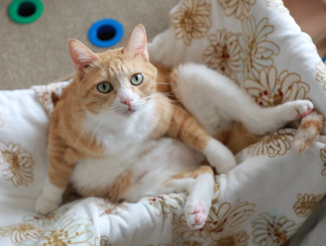 ³Ú¤Á¤ó¤Ç¤¹¤±¤É¡£ ³Ú¤Á¤ó¤Ç¤¹¤±¤É¡£