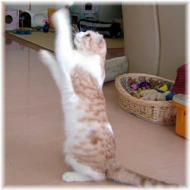 ���������ܡ�������