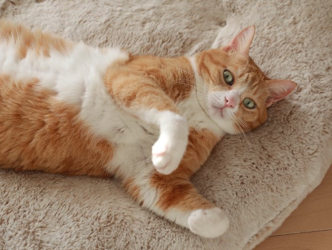 ¤Í¡¼¤Í¡¼¡£ ¤Í¡¼¤Í¡¼¡£