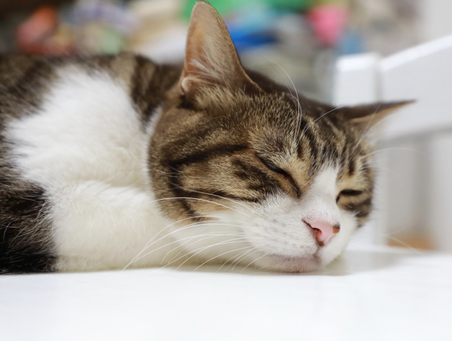 �����ޤ��ԤĤΡ�