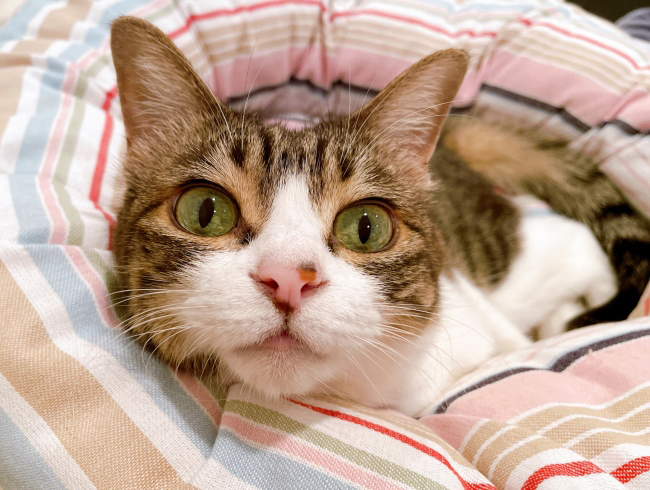 ¤Õ¤Õ¢ö ¤Õ¤Õ¢ö