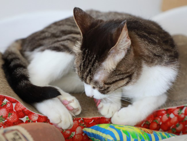 �ۤ��줿��