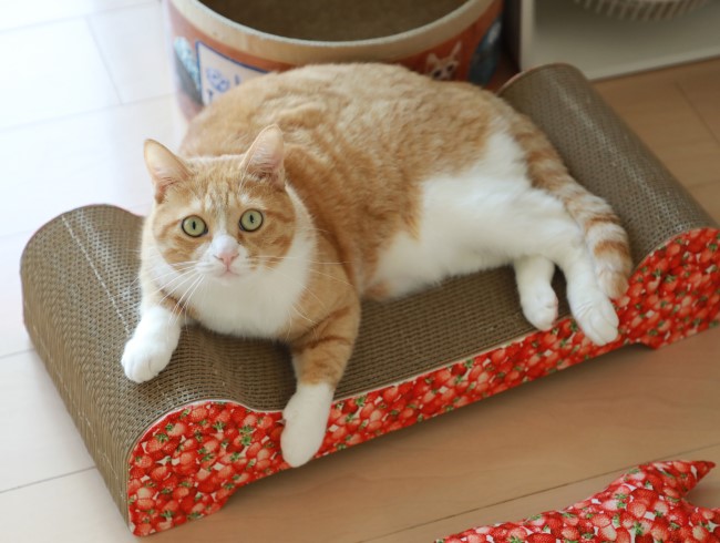 �ڤ���㤦��