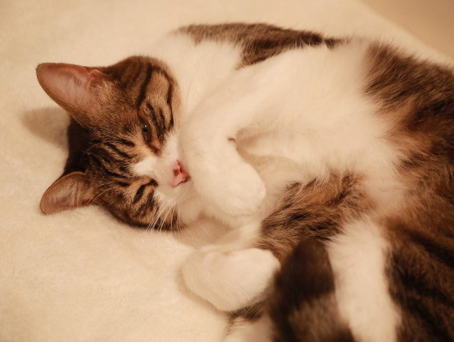 ���ä���������