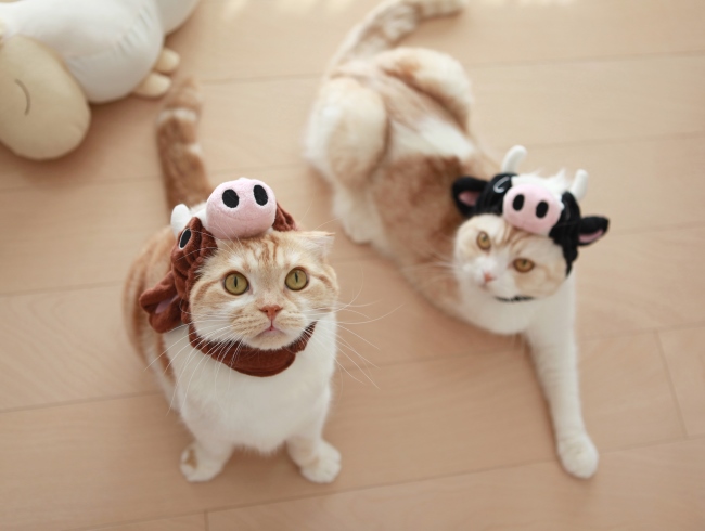 �����ȥ�����롼����