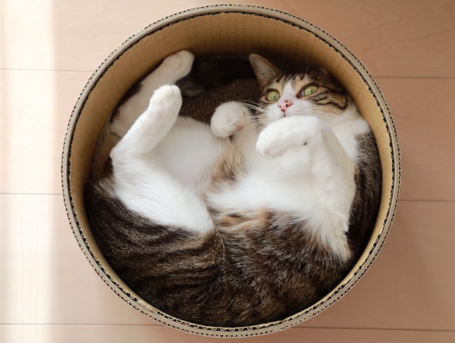 ����Ĥ�����