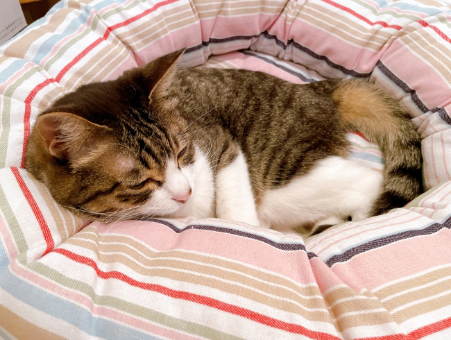 ¤¹¤ä¡¼¡£ ¤¹¤ä¡¼¡£