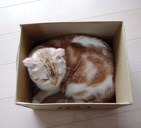 ����󤫤�!?