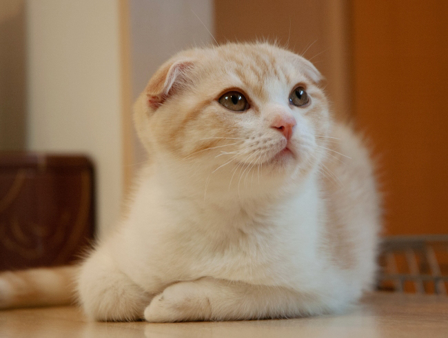 ���ӥ롼��