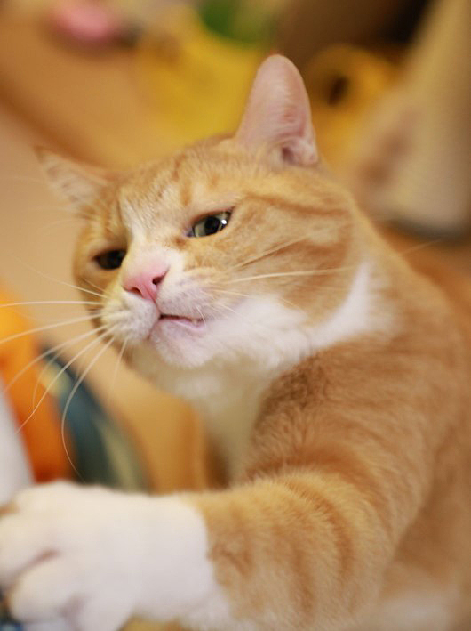 ¤³¤Ã¤Á¡ª ¤³¤Ã¤Á¡ª