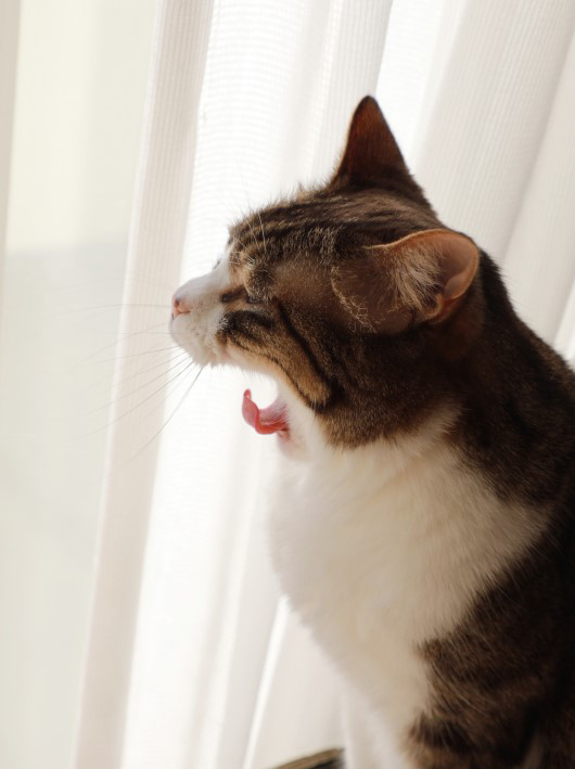 �դ嵐����