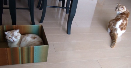 �����ܤ�