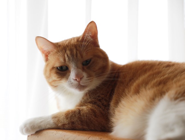 ���Ҥ��ޡ��ɤ�����