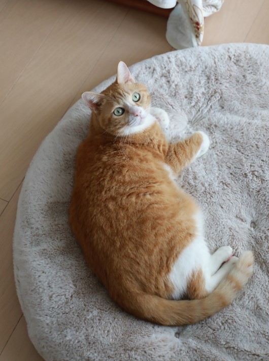 �դ��դ�������