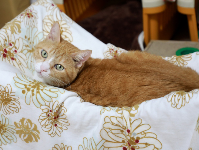 ��ä�����