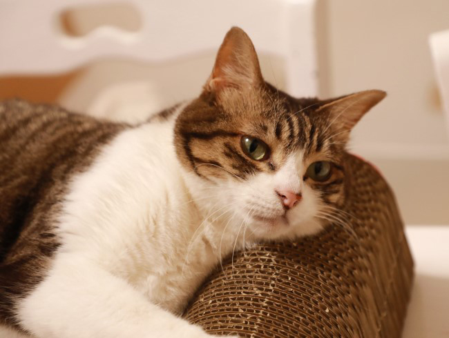 �äߤ��褿�衣