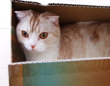 ��äƤ�����