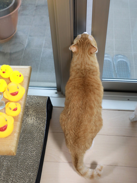 すんすんしたいの。 すんすんしたいの。