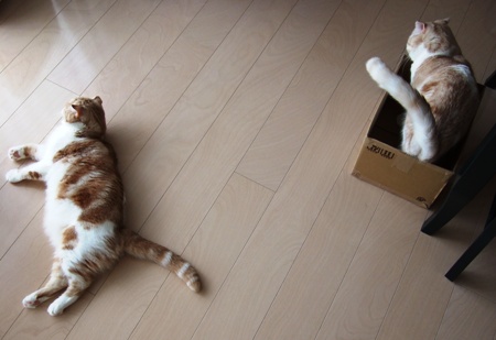 �������Ǥ�����