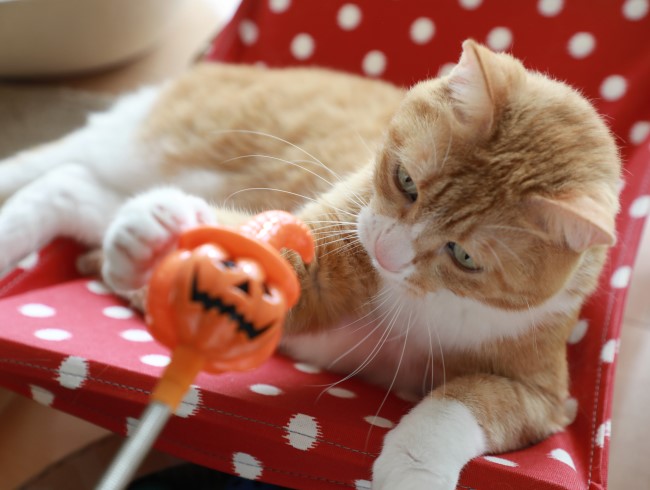 ¥Á¥ç¥¤¡£ ¥Á¥ç¥¤¡£