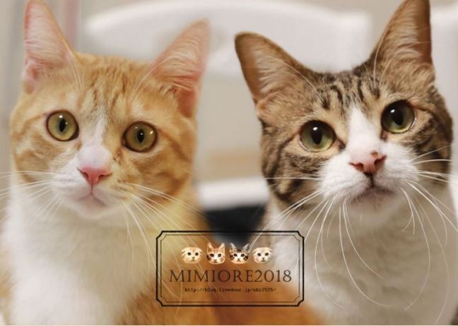 �ߥߥ��졣��������2018