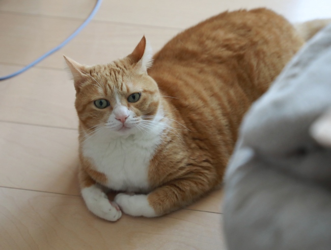 ���줿����