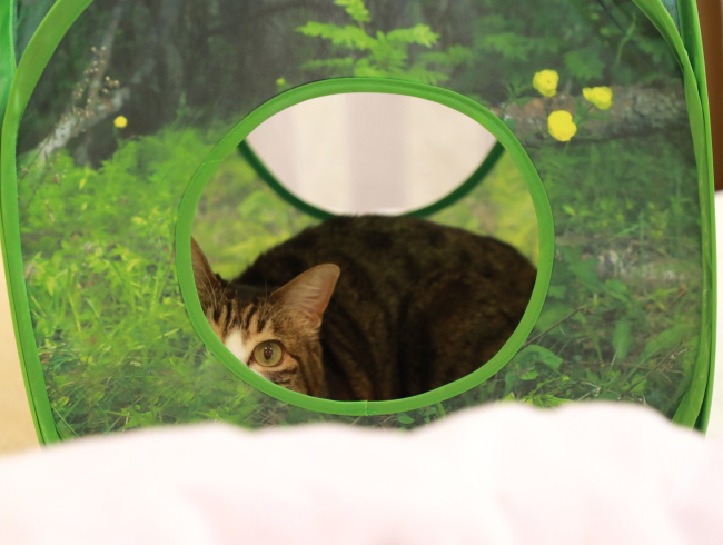 �ϥ󥿡����ߡ�