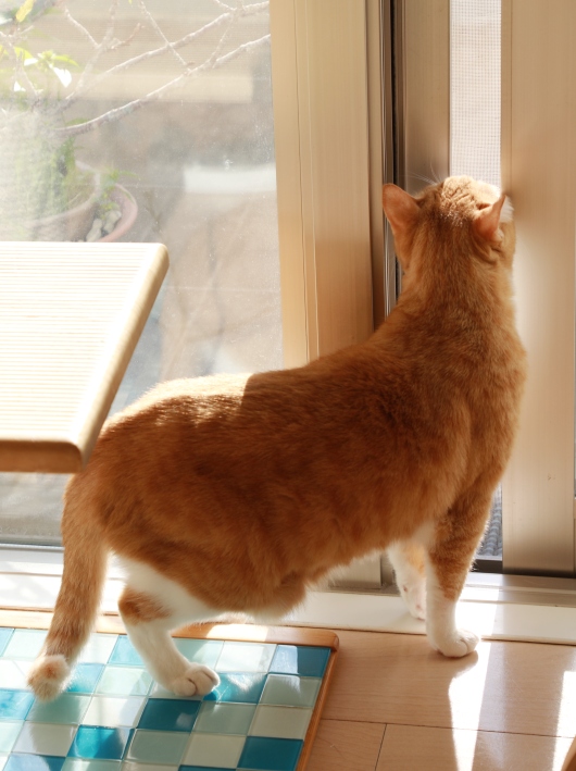 ¤Û¡¼¡£ ¤Û¡¼¡£