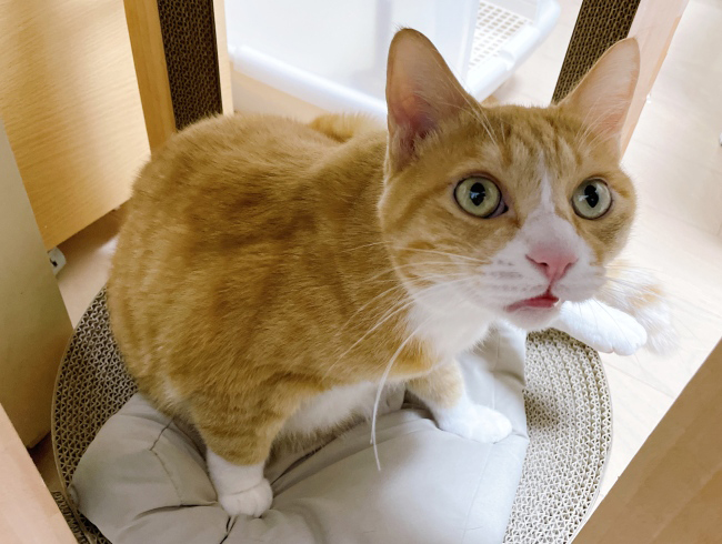 ���ϥ󿩤٤Ƥ�������