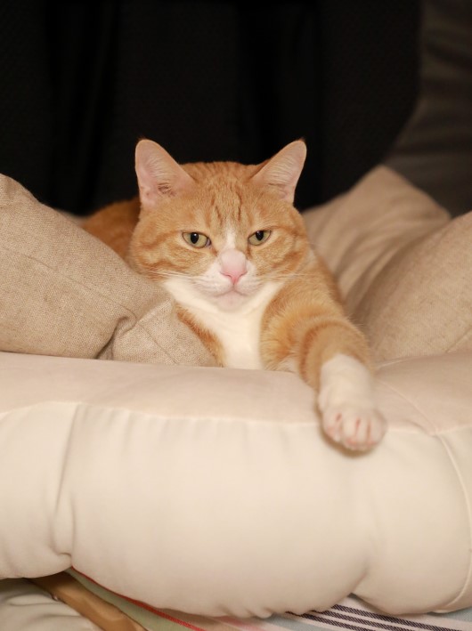 ¤à¡¼¤ó¡£ ¤à¡¼¤ó¡£