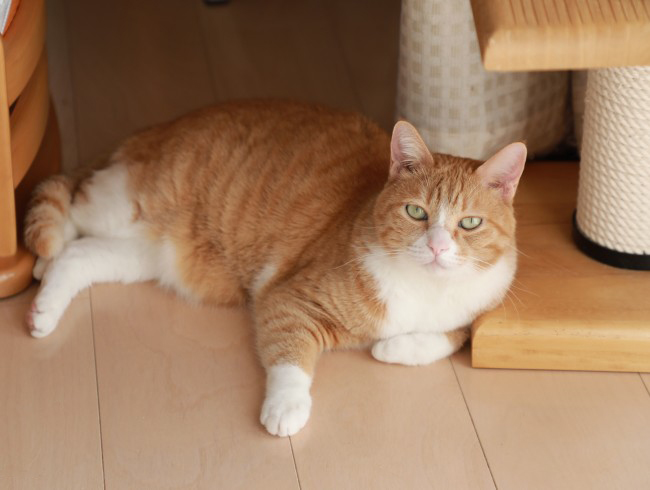 °¹¤µ¤ó¢ö °¹¤µ¤ó¢ö