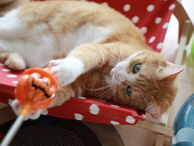 ¥Á¥ç¥¤¥Á¥ç¥¤¡£ ¥Á¥ç¥¤¥Á¥ç¥¤¡£