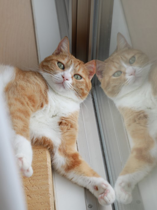 �ʤ�Ǥ狼�ä��Ρ�