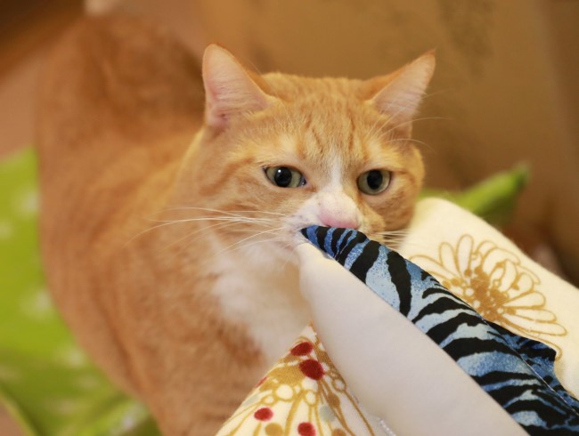 ¤¹¤ó¤¹¤ó¤¹¤ó¡£ ¤¹¤ó¤¹¤ó¤¹¤ó¡£