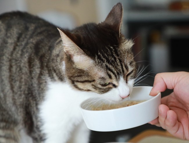 ¿©¤Ù¤Æ¤¢¤²¤ë¡£ ¿©¤Ù¤Æ¤¢¤²¤ë¡£