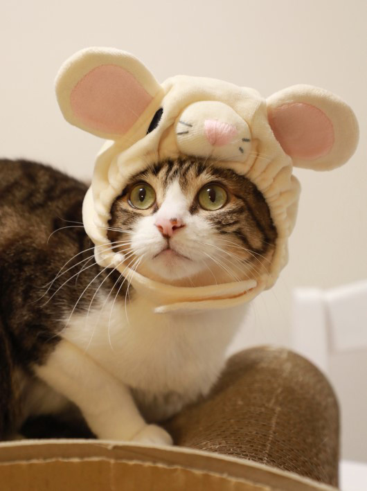 ����ʤ顢�ͤ���ǯ��