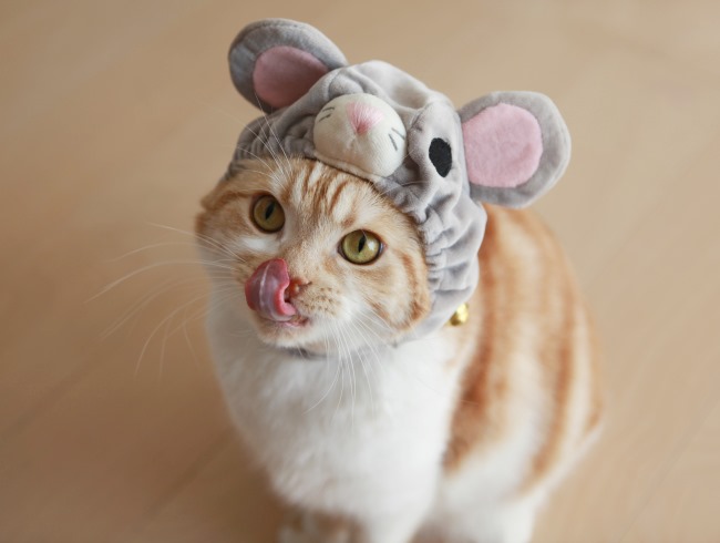 �ͤ��ߤ��ä���