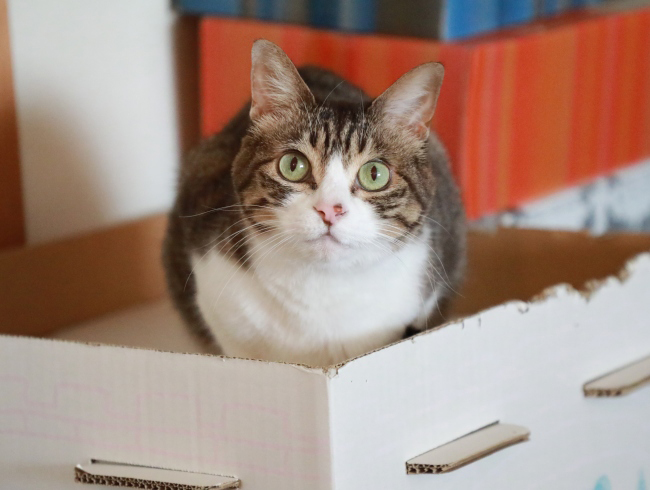 �������⡣