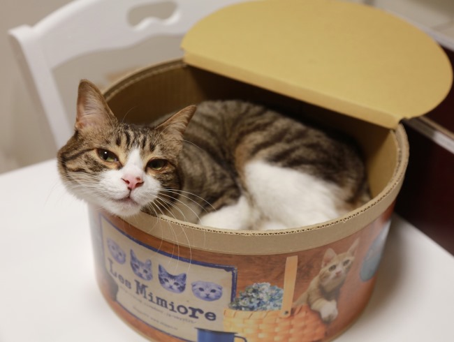 ������Τ��������ꡣ